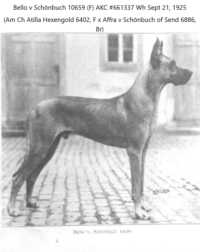 Bello v Schonbuch